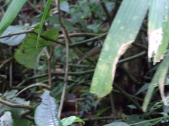 Basileuterus melanotis