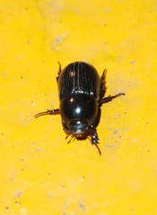 Alissonotum pauper