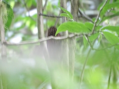 Campylorhamphus pusillus