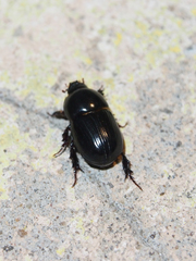 Alissonotum pauper