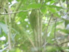 Campylorhamphus pusillus