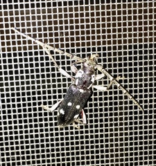 Ambonus albomaculatus