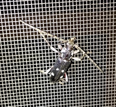 Ambonus albomaculatus