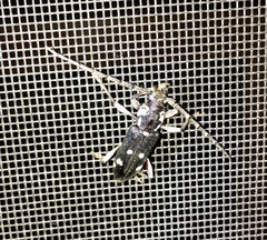 Ambonus albomaculatus