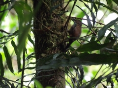 Premnoplex brunnescens