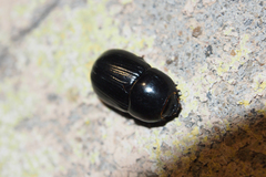 Alissonotum pauper