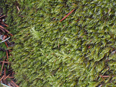 Racomitrium lawtonae