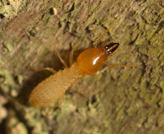 Coptotermes