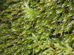 Racomitrium lawtonae