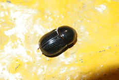 Alissonotum pauper