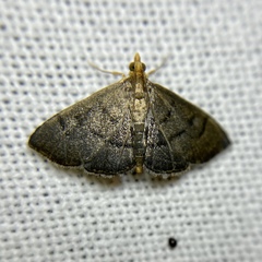 Metasia typhodes