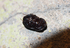 Alissonotum pauper