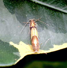 Labdia deliciosella