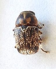 Pachybrachis fuscipes