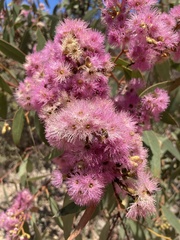 Eucalyptus albopurpurea