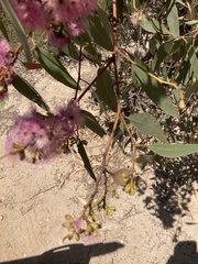 Eucalyptus albopurpurea