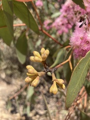 Eucalyptus albopurpurea
