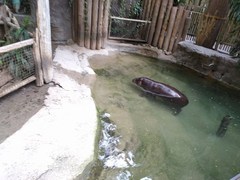 Hippopotamidae