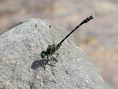 Hemigomphus theischingeri