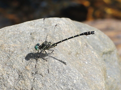 Hemigomphus theischingeri