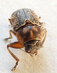 Pachybrachis fuscipes