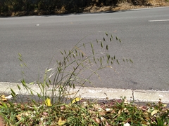 Avena sterilis sterilis