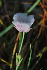 Calochortus tolmiei