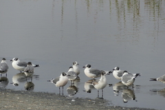 Leucophaeus pipixcan