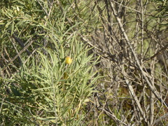 Asphondylia atriplicis