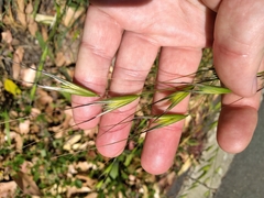 Avena sterilis sterilis