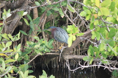Butorides virescens image