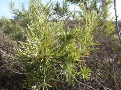 Asphondylia atriplicis