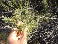 Asphondylia atriplicis