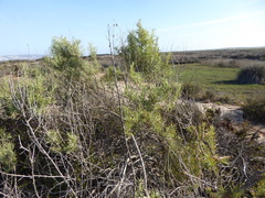 Asphondylia atriplicis