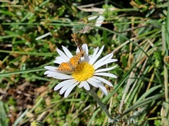 Chrysolarentia chrysocyma