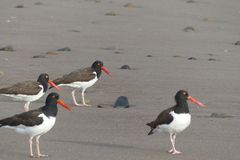 Haematopus palliatus