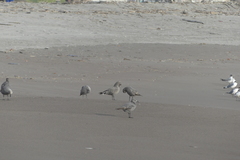 Leucophaeus modestus