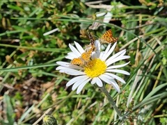 Chrysolarentia chrysocyma