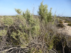 Asphondylia atriplicis