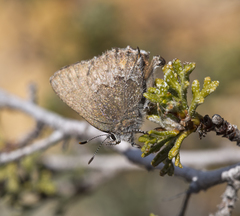 Callophrys fotis