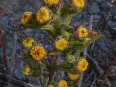 Amblyopappus pusillus