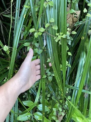 Clematis cunninghamii