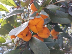 Cupaniopsis tomentella