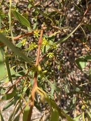 Eucalyptus diversifolia diversifolia