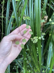 Clematis cunninghamii