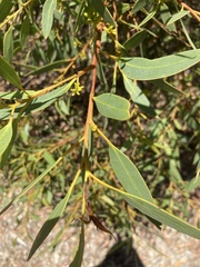Eucalyptus diversifolia diversifolia