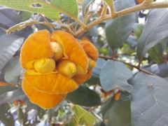 Cupaniopsis tomentella