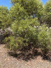 Eucalyptus diversifolia diversifolia