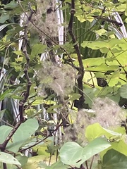 Clematis cunninghamii