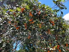 Cupaniopsis tomentella